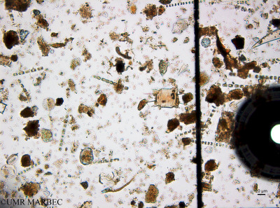 Odontella aurita (Species)